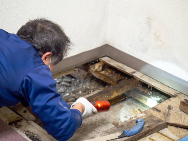 Best Best Mold Removal Companies  in Wyoming, PA