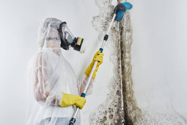 Best Mold Remediation Services  in Wyoming, PA