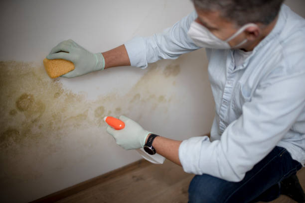 Best Mold Remediation  in Wyoming, PA