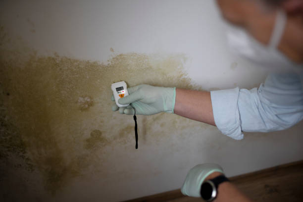Best Attic Mold Removal  in Wyoming, PA