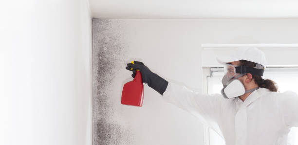 Best Mold Cleaning Services  in Wyoming, PA