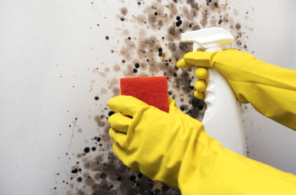 Best Home Mold Removal  in Wyoming, PA