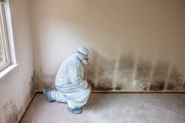 Best Same-Day Mold Removal  in Wyoming, PA