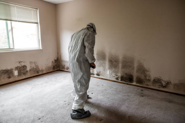 Best Mold Testing and Removal  in Wyoming, PA