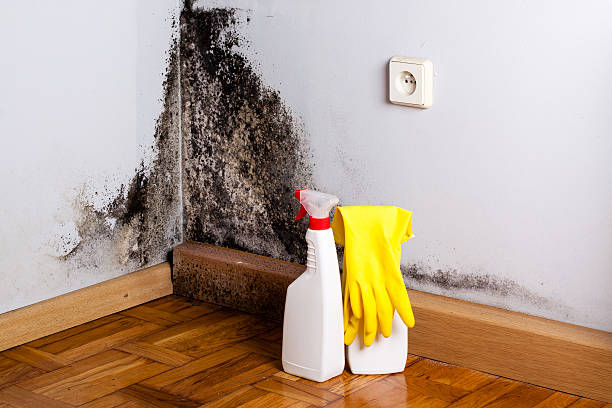 Best Mold Removal Company Near Me  in Wyoming, PA