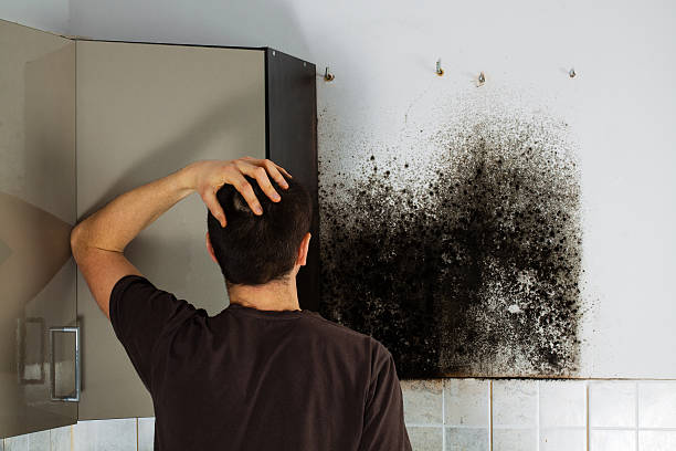 Best Mold Remediation Experts  in Wyoming, PA