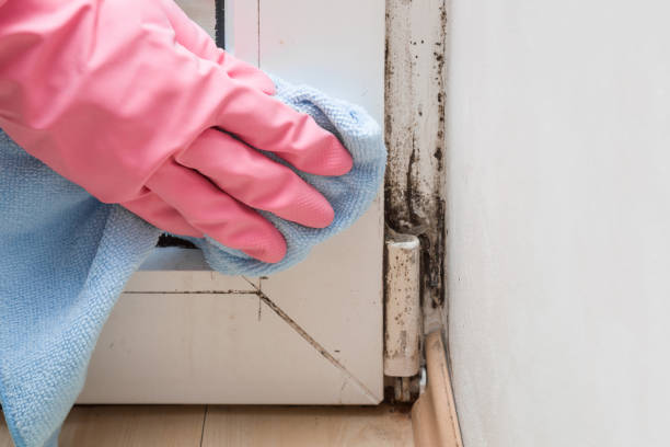 Best Mold Inspection  in Wyoming, PA