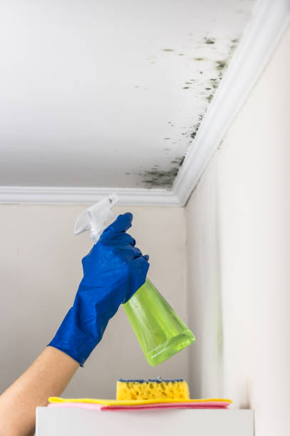 Trusted Wyoming, PA Mold Removal Experts