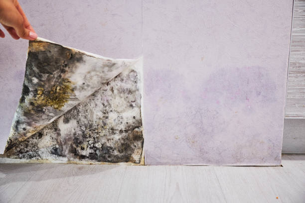 Best Mold Testing  in Wyoming, PA